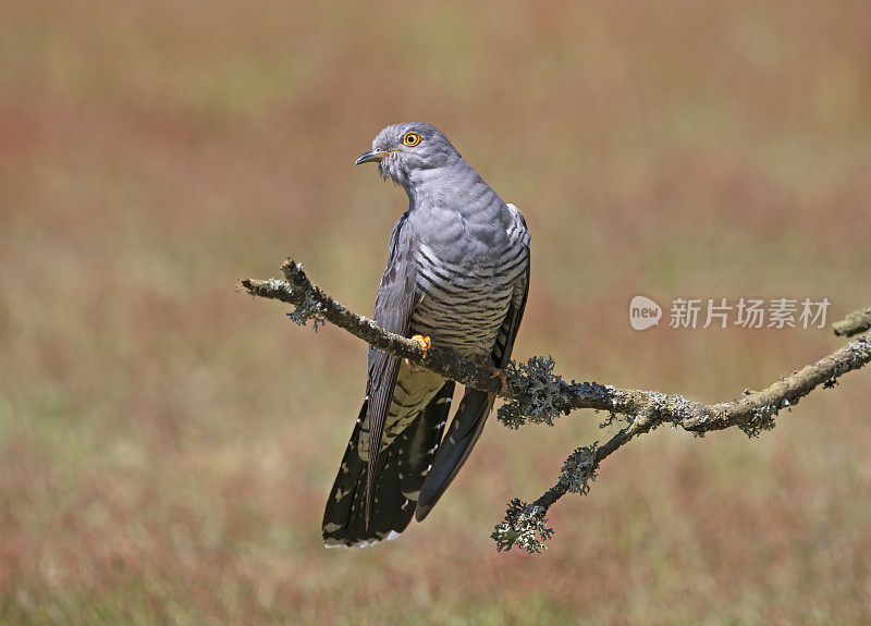 雄性杜鹃(Cuculus canorus)